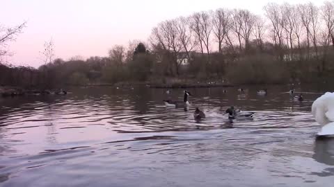 2 Swans, Ducks, Geese On A Pond