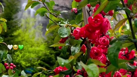 Red and White Roses with Water Falls