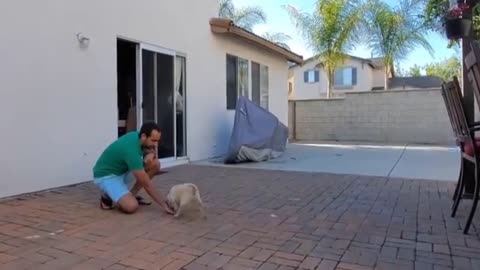 Dog training videos///