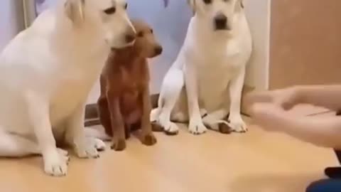 Tell me who did this funny video | funny dog video | cute dog video |