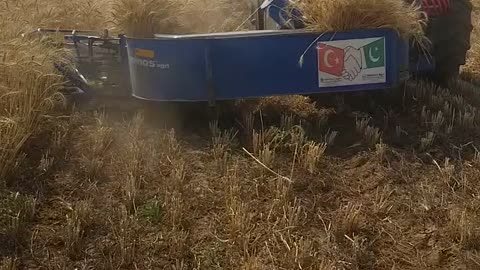 Traditional way of harvesting wheat in Pakistan, farmers life, old way of framing