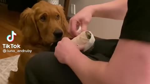 Golden retriever enjured his hand.mp4