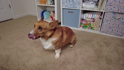 [My Dog Reacts] Corgi Hates Boops