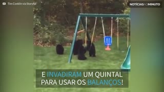 Filhotes de urso invadem parque infantil nos EUA!