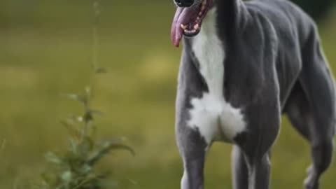 Canine Ferrari