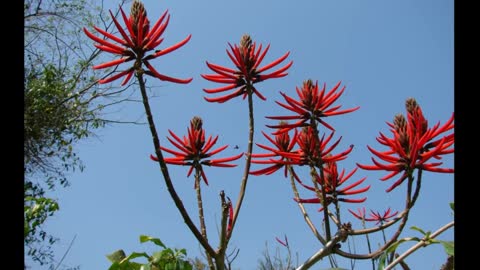 Mulungu ( Erythrina mulungu ) serve para distúrbio do sono e insônia