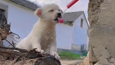 Cute Innocent Puppy Drinking Water