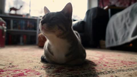 Backlit Tabby Cat rests on a rug in cozy home, getting up to leave