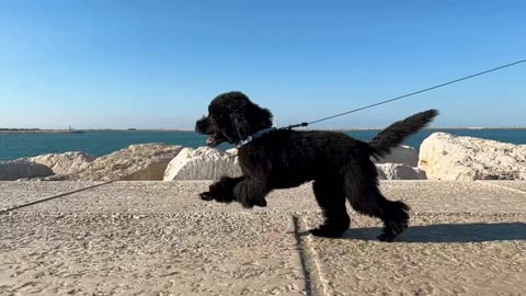 DOG RUNNING ON THE BEACH