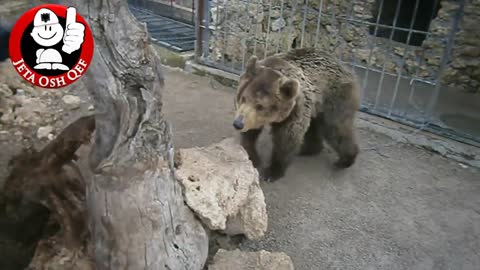 Guy fight against bear