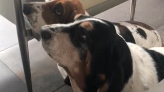 Basset Lick-a-Thon