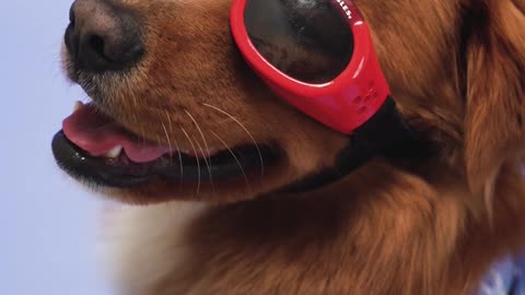 Puppy wear sunglass is the cutest thing you will today happy puppy