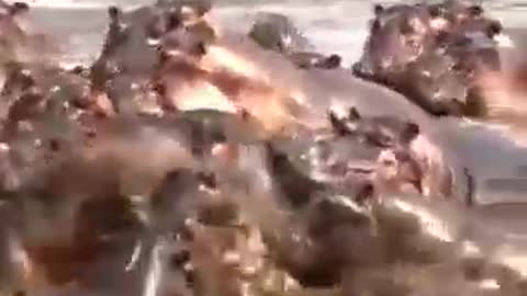 A hippopotamus bites a crocodile