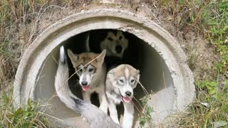 Pups in a Pipe