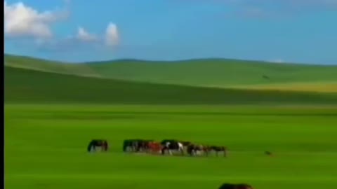 A large group of horses grazed heartily on the grass