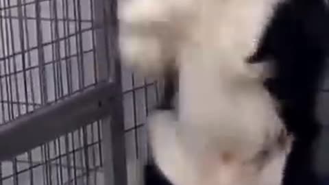 funny cute dog