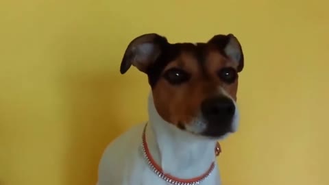 #FunnyDogsBarking 🐕 FUNNY Dogs Barking - The Funniest Dog Barking Videos 2021! *try not to laugh*