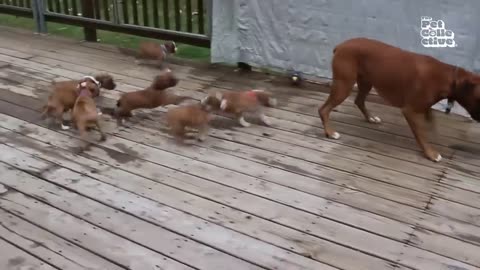 20 minutes of adorable puppies 🐕