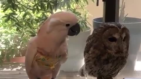 A parrot molesting an owl