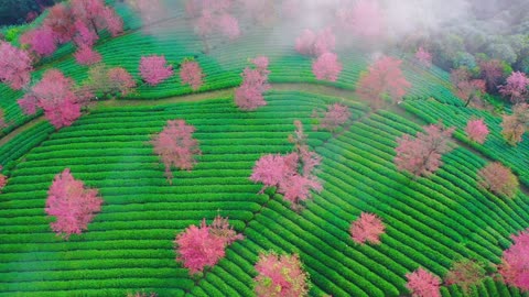 Tea garden flowers