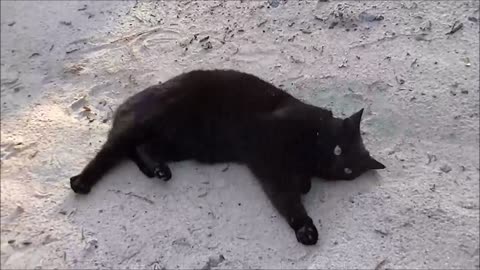 Black cat on the beach