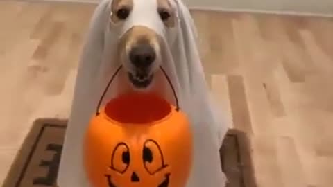 Hallowen funny animals compilation