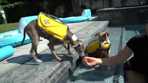 TEACHING AND MAKING SWIMMING FUN FOR YOUR DOG