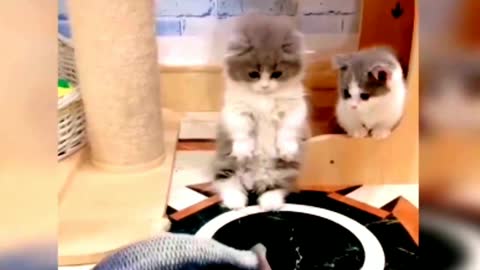 #funny video ||#Little kitty