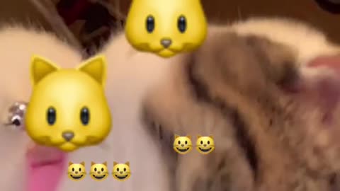 🐱🐱🐱