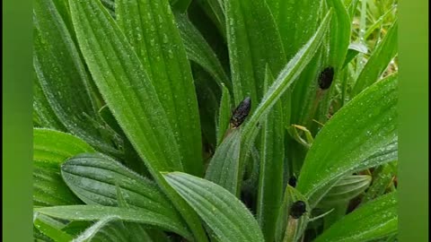 Ribwort plantain