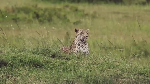 Jungle safari || masai mara safari || ranthambor National park