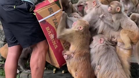 Monkey Feeding Time