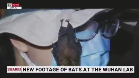 There were bats at Wuhan virology lab...