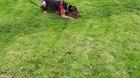 Brown dog running around chasing stuffed animal toy