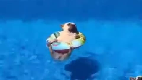 Funny Pug Swimming