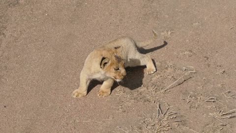 Small cutie lion