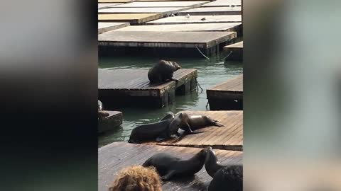 amazing baby seals