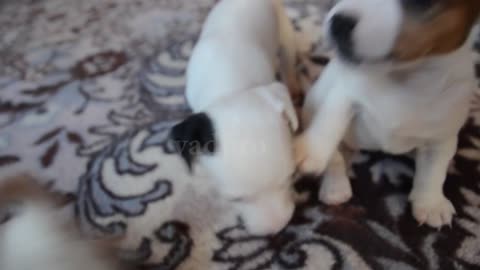 cute puppies playing