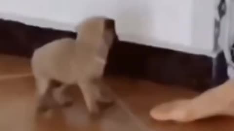 Cute puppy Dancing #FunnyDog #Short #PuppyPug #CutePug