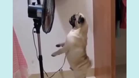 Dog cooling on fan