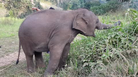 baby elephant in sanctuary