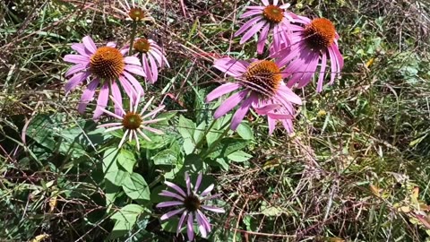 Coneflowers