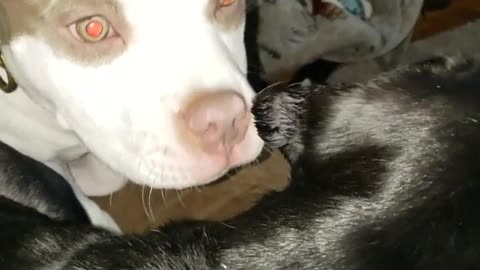 White dog chewing ears of black dog next to him