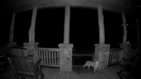 Doorbell Camera Spots Bobcat