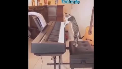 funnest cats life 🤣 don't try to hold back laughter 😂 funny cats play piano