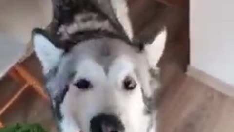 Healthy husky loves munching on fresh