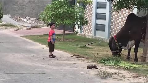 Daud And His Cousins Playing With Cows - Before Eid ul Azha