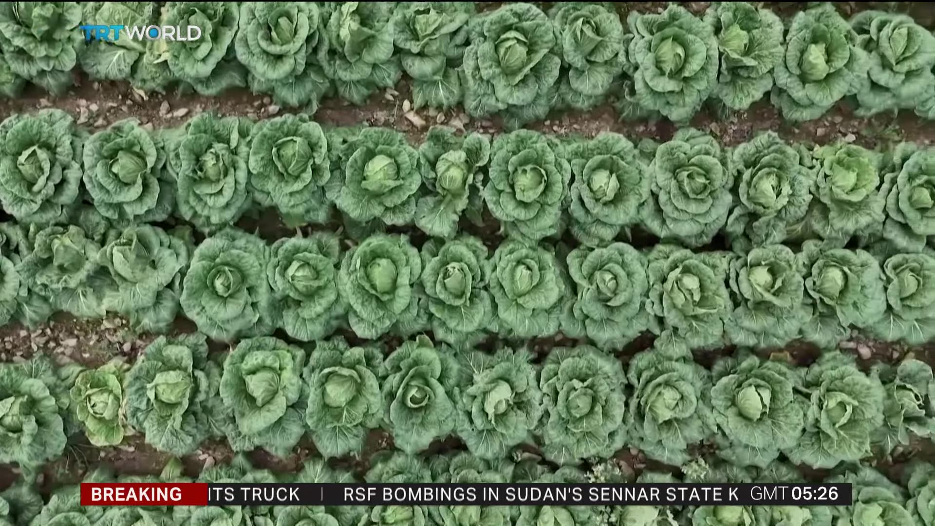 Climate crisis affects kimchi cabbage farming in South Korea