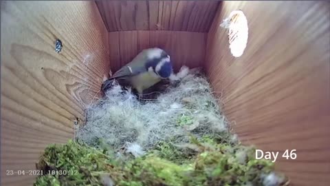 From empty nest to first egg in less than 8 minutes! - BlueTit nest box live camera highlights 2022