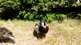 Ducks from the park